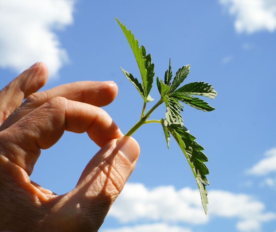 Closeup of fingers holding a small cannabis leaf to a clear blue sky