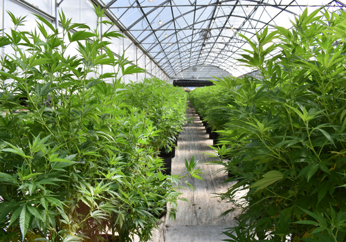 Green house with hundreds of cannabis plants