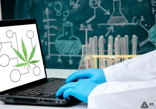 Gloved hands using laptop with cannabis leaf on screen and cluttered chalk board in background