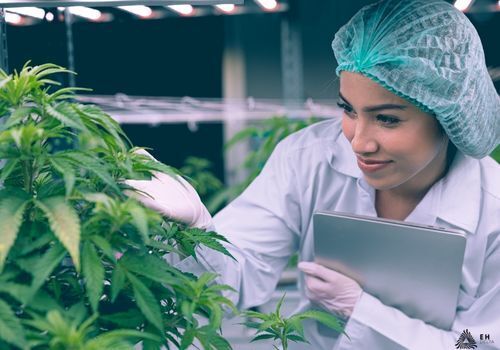 Female scientist in lab coat checking on marijuana plants in lab