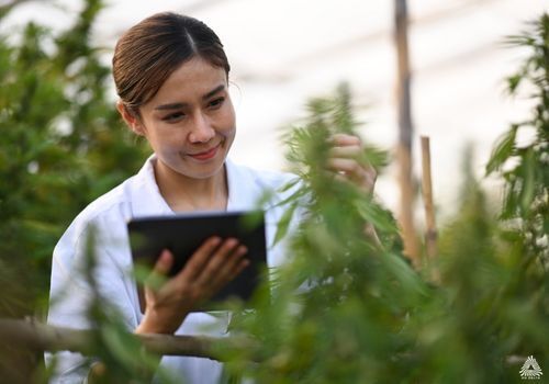 Woman with tablet checking marijuana plants in a green house