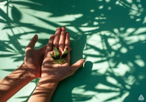 Hands holding cannabis leaves with shadows of marijuana plants over them