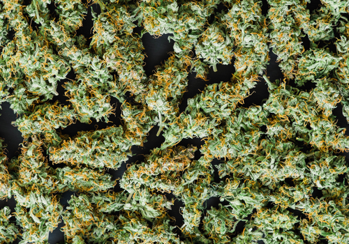 Closeup of cannabis flower